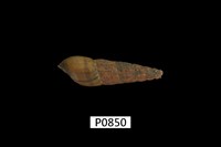 藏品(縱肋川蜷)的圖片